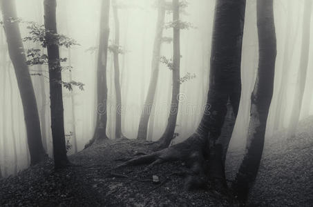 诡异的万圣节森林和神秘的雾