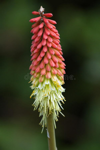 tritoma，red hot poker，火炬百合，knofflers或