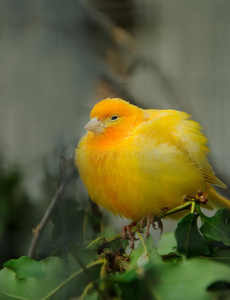 黄色金丝雀