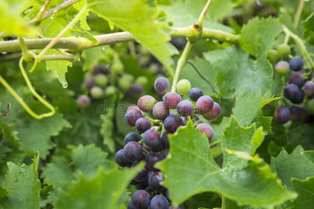 花园里有叶子的成熟葡萄