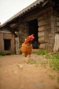 一只鸡在后院散步的画像