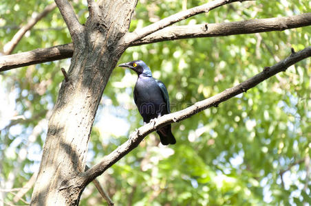 紫椋鸟