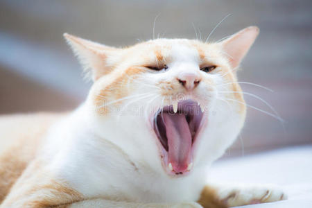 猫打哈欠猫打哈欠大姜猫打哈欠搞笑小猫白猫白猫很累了坐在沙发上