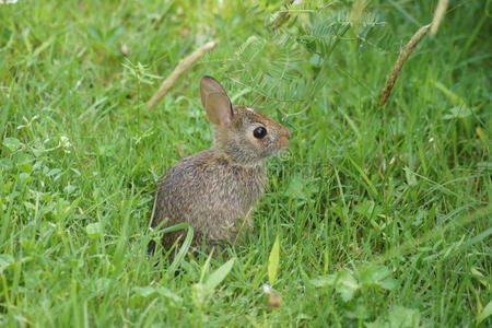草地上的小兔子。