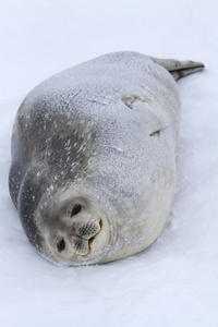 雌性威德尔海豹进食后躺在冰上