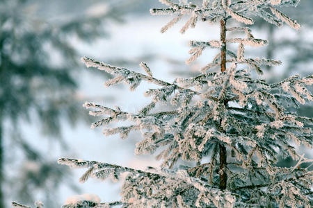 寒冬森林景观雪冷杉