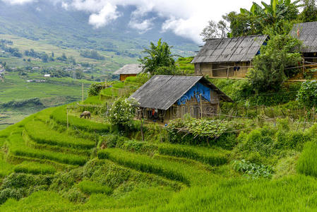 越南稻谷
