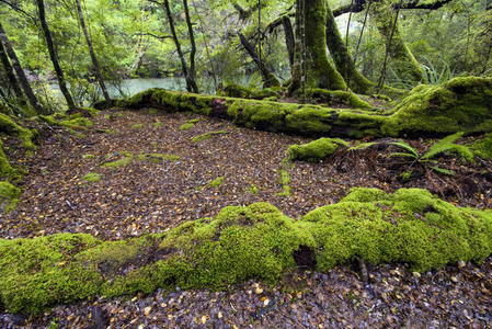 雨林 植物 伍兹 步行 南方 流动 轨道 新西兰 森林 丛林