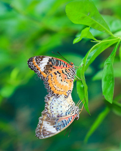 蝴蝶繁殖季节