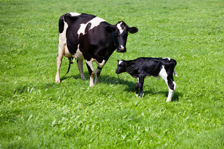 初生小牛照片