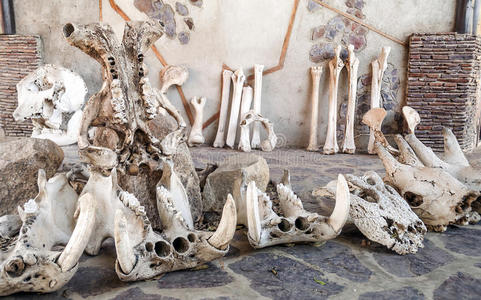 古代动物的骨头