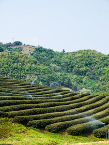 泰国清莱茶园