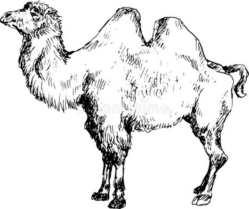 沙漠骆驼手绘图片