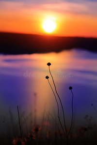 夕阳背景下的野花