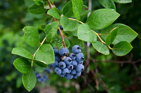 蓝莓灌木图片