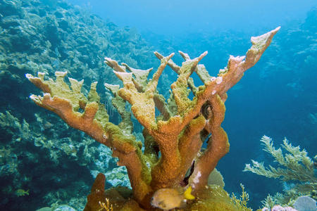 麋鹿珊瑚