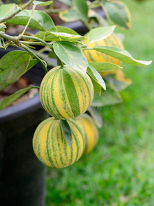 颜色 植物 柑橘 健康 维生素 甜的 水果 食物 果园 西班牙