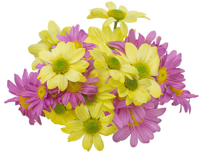 菊花束图片 菊花束素材 菊花束插画 摄图新视界 菊花束图片 菊花束素材 菊花束插画 摄图新视界