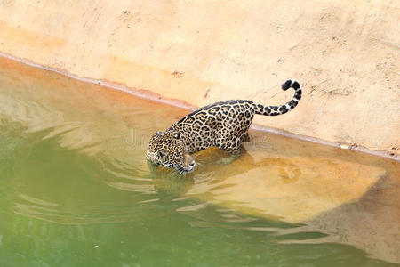 美洲虎猫休息和游泳