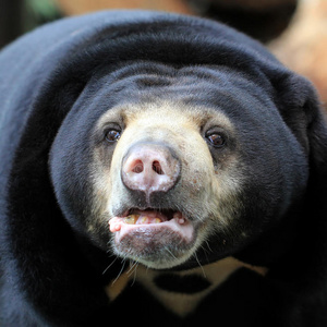 熊星座雪背景中的黑熊棕色灰熊美洲黑熊黑熊仔黑熊黑熊加拿大曼宁公园