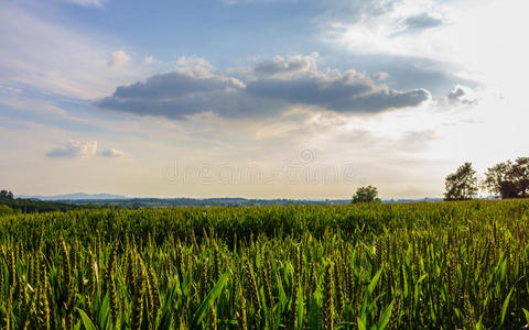 一张夏季绿色麦田的风景照片