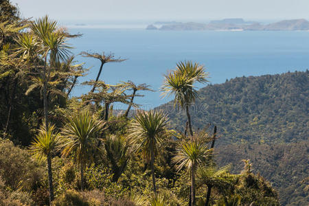 郁郁葱葱 龙血树 斜坡 半岛 蕨类植物 丘陵 沿海 海湾