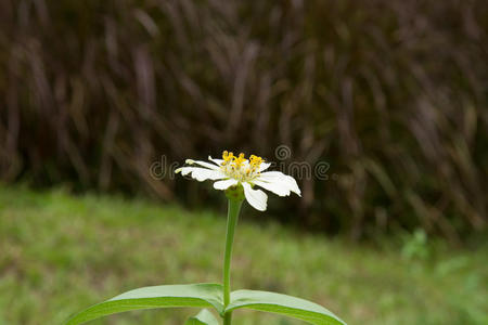 白色的百日菊花。