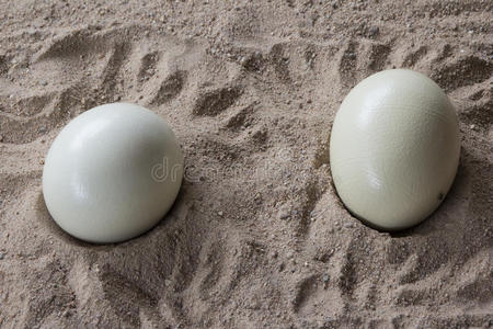 动物鸵鸟蛋图片