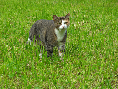 生活 小猫 毛皮 夏天 阿尔卑斯山 草坪 停留 宠物 可爱的