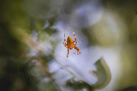 几何学，橙色蜘蛛在蜘蛛网的中心