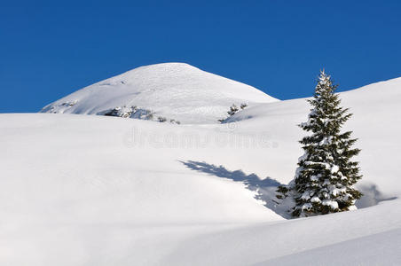 雪地里的冷杉