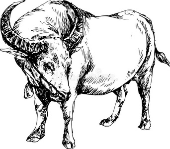 手绘水牛照片