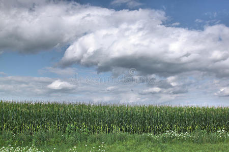 玉米地和多云的天空