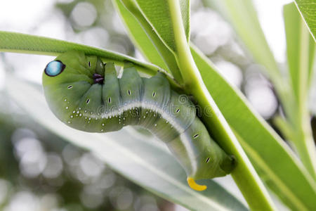 多卡特毛毛虫照片