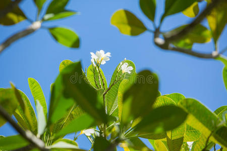 白鸡蛋花