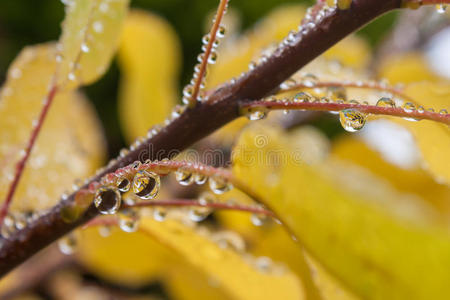 秋叶上的雨滴