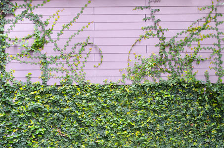 粉红色木墙上的绿色藤蔓植物作为背景