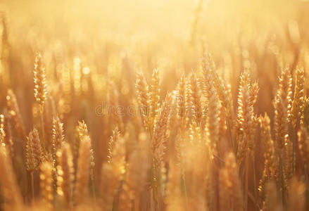 成熟的小麦和日出的天空