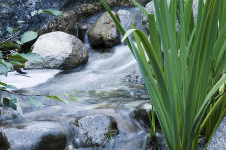 植物水流