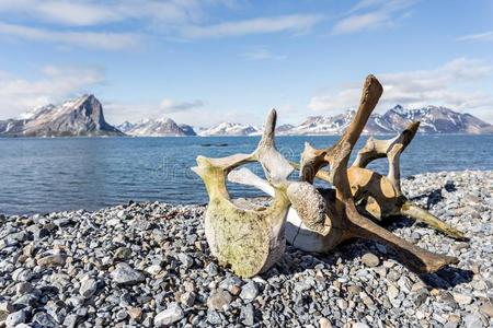 北极斯匹次卑尔根海岸的老鲸骨