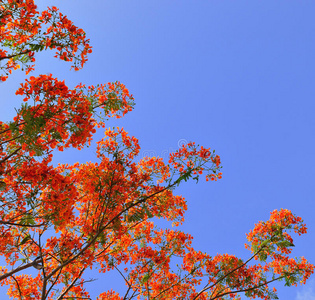 美丽的孔雀花和蓝天