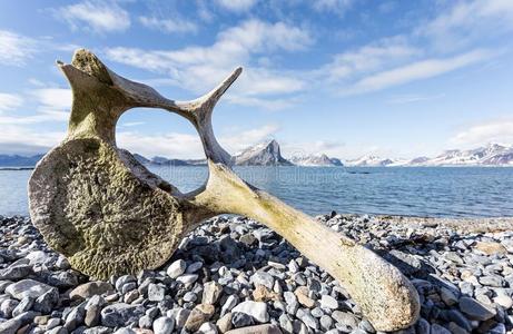 北极斯匹次卑尔根海岸的老鲸骨