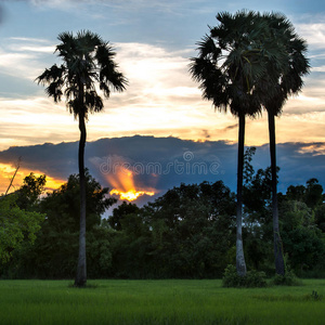 乡村景观