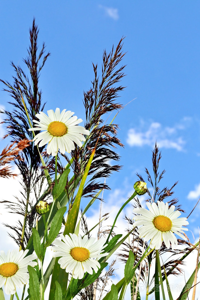 洋甘菊花和蓝蓝的天空,云彩