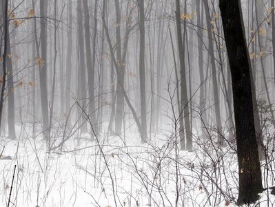 在清晨的场景中诡异的雾蒙蒙的树林