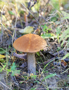 美丽的蘑菇牛肝菌