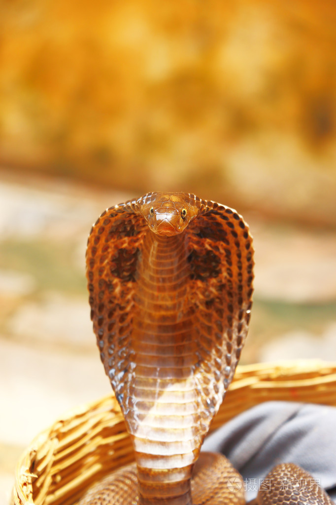 眼镜王蛇印度照片-正版商用图片1hl7qa-摄图新视界