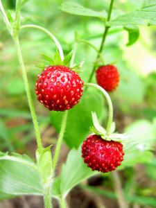 野草莓莓水果甜点