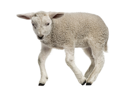羊肉 8 周龄 上白色孤立