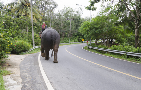 mahout 的大象走在路上照片